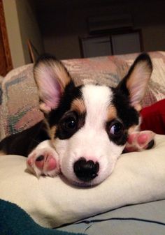 Gatsby the Corgi