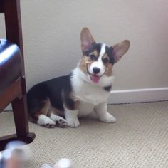 Gatsby the Corgi