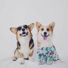 Tofu the Corgi