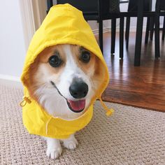 Tofu the Corgi