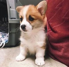 Tofu the Corgi