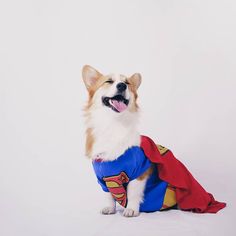 Tofu the Corgi