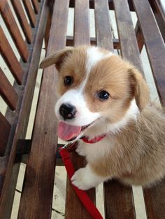 Tofu the Corgi