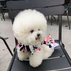 Tori the Bichon Frise