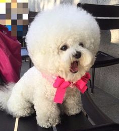 Tori the Bichon Frise