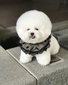 Tori the Bichon Frise