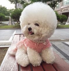 Tori the Bichon Frise