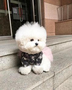 Tori the Bichon Frise