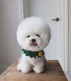 Tori the Bichon Frise