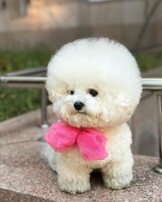 Tori the Bichon Frise