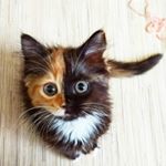 Yana Two Face Cat