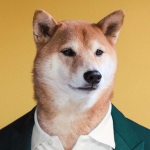 Menswear Dog