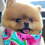 Cupcake the Pom