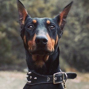 Akela the Doberman