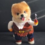 Boo the Pomeranian