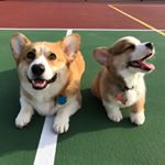 Huckleberry the Corgi