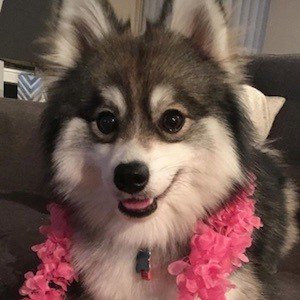 Norman the Pomsky