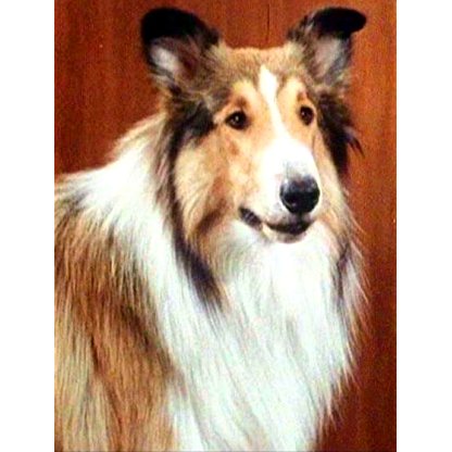 Lassie