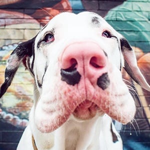 Kernel the Great Dane