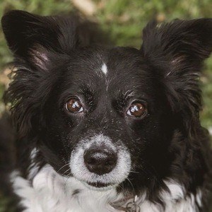 Daisy the Border Collie