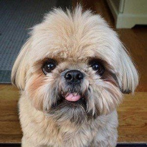 Dougie the Shih Tzu