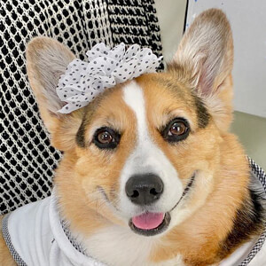 Olivia the Corgi