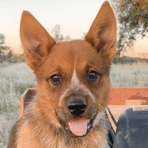 Winnie The Cattle Dog